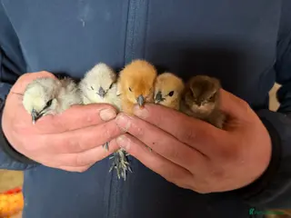 Chickens poultry Chicks, USA Bearded Silkies, Vorwerk, LF Brahma - Advert 19