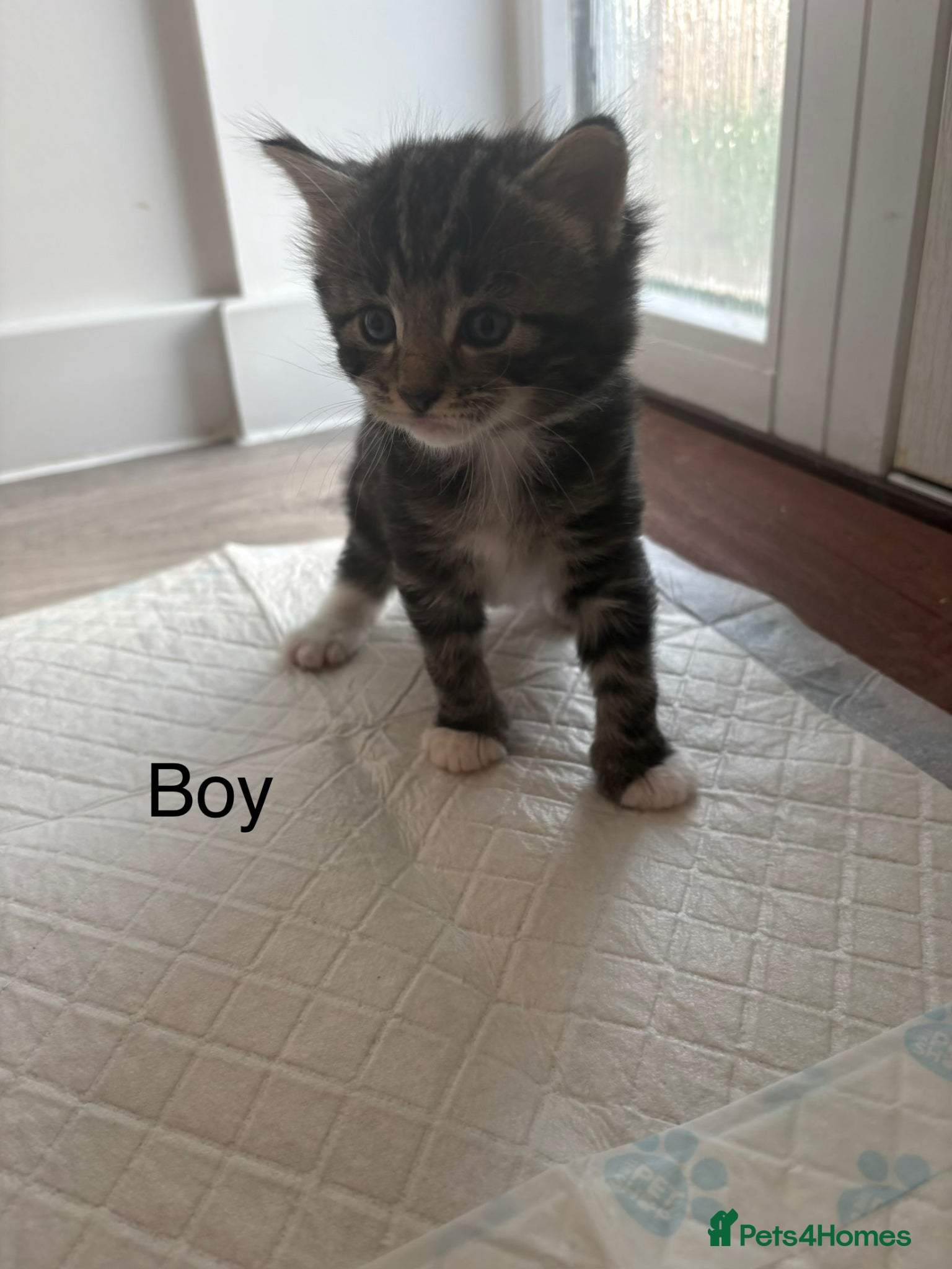 Mixed Breed cats for sale: Siberian x Ragdoll - Advert 6