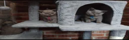 British Shorthair cats for sale: Pure Lilac BSH kittens available  - Advert 8