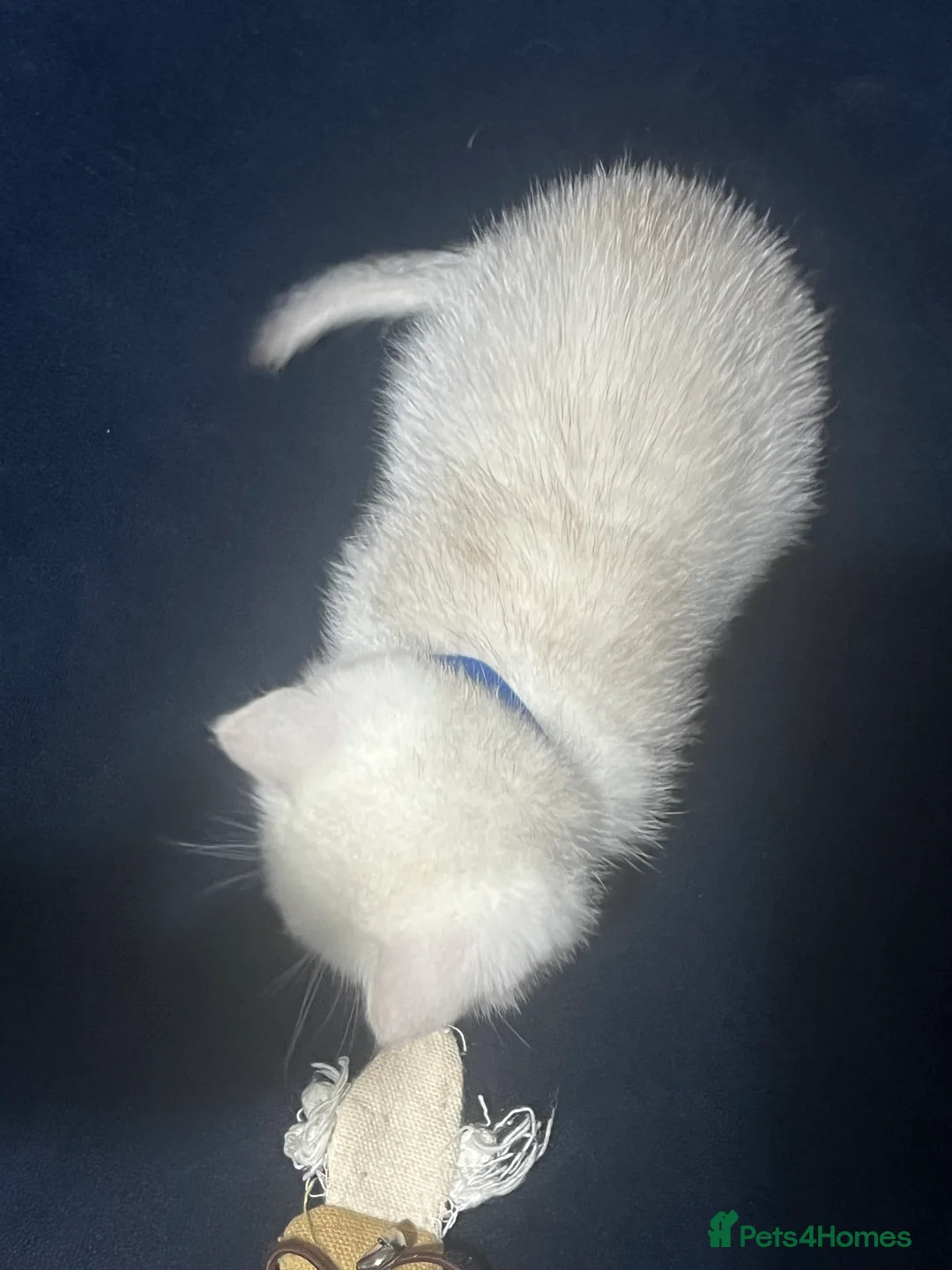 British Shorthair cats for sale: British shorthair type kittens - Advert 23