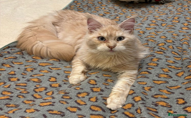 Maine Coon cats - Advert 2