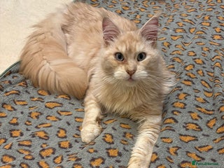 Maine Coon cats for sale: Rehome TICA Mainecoon,HCM,PKD,SMA pass - Advert 1