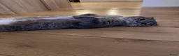 Scottish Fold cats for sale: Scottish fold Looking for a New Forever Home - Advert 5