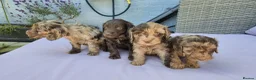 Cockapoo dogs for sale: Stunning litter of merle cockapoo ready to leave  - Advert 1