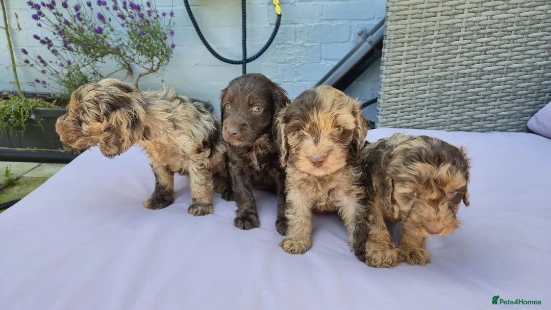 Cockapoo dogs for sale: Stunning litter of merle cockapoo ready to leave  - Advert 1