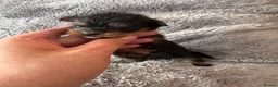 Yorkshire Terrier dogs for sale: Yorkshire Terrier Pups - Advert 7