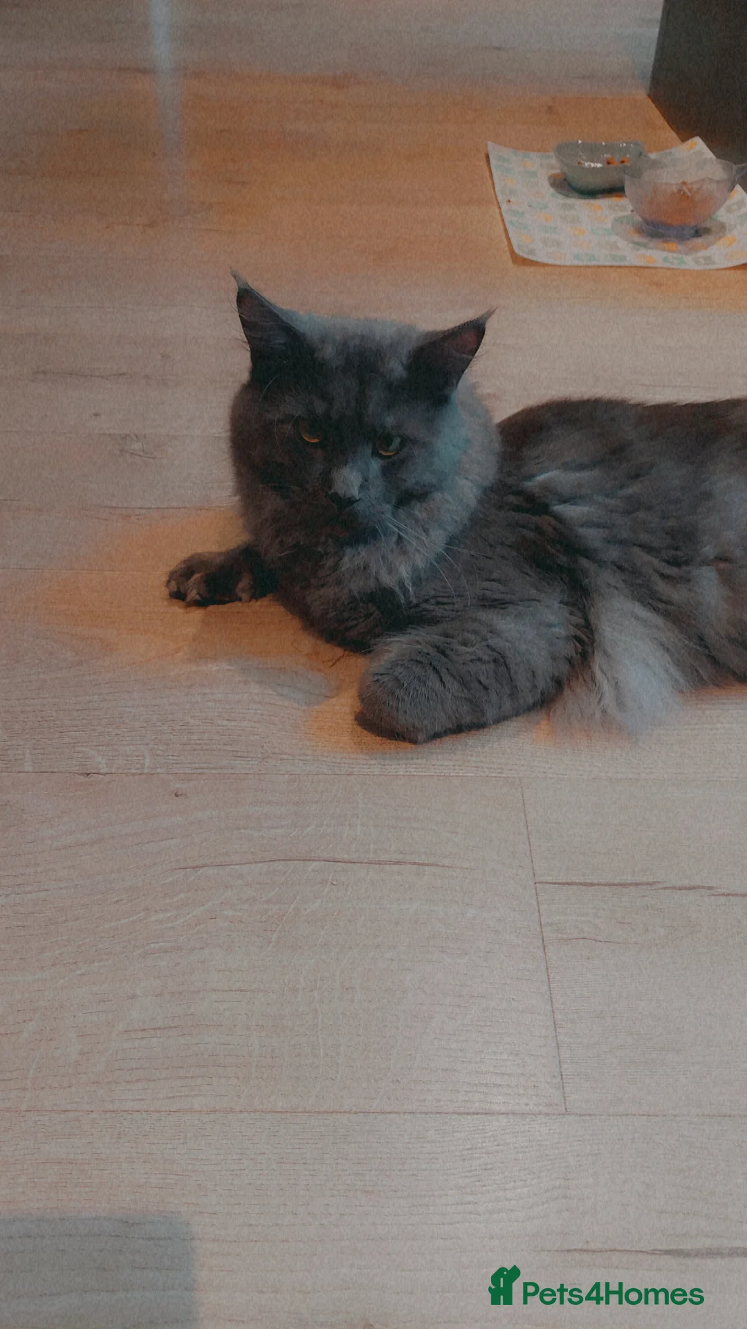 Mixed Breed cats for stud: Odin large maincoon russian blue mix for stud - Advert 5