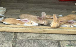 Continental Giant rabbits for sale: READY TO RESERVE - continental giant babies - Image 2