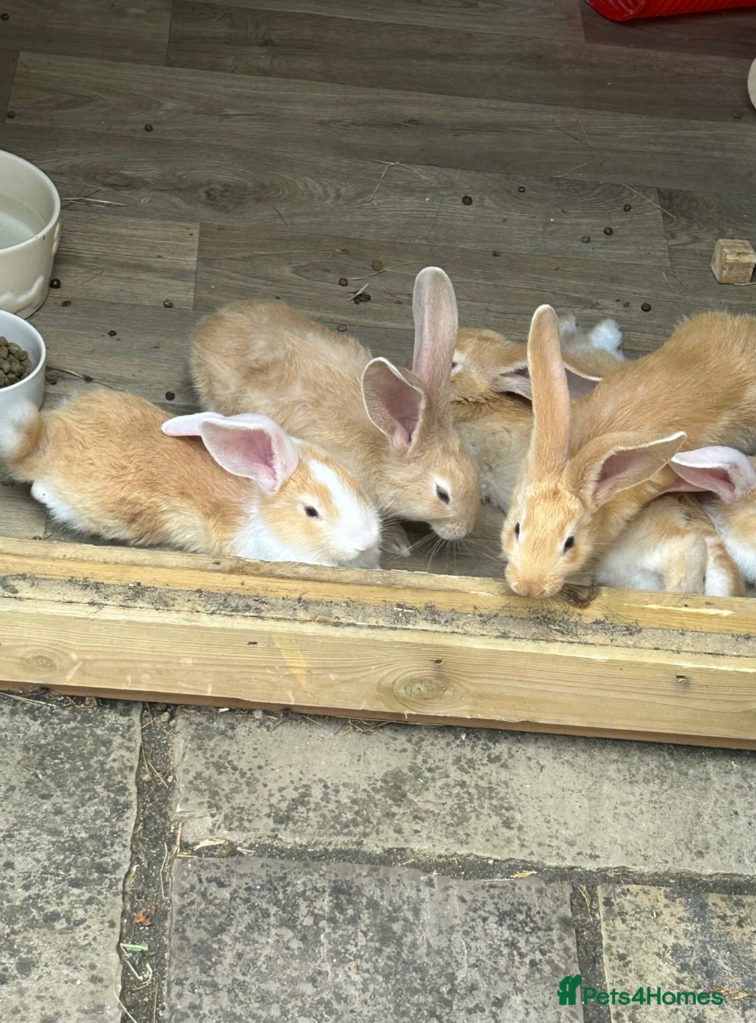 Continental Giant rabbits for sale: READY TO RESERVE - continental giant babies - Image 2