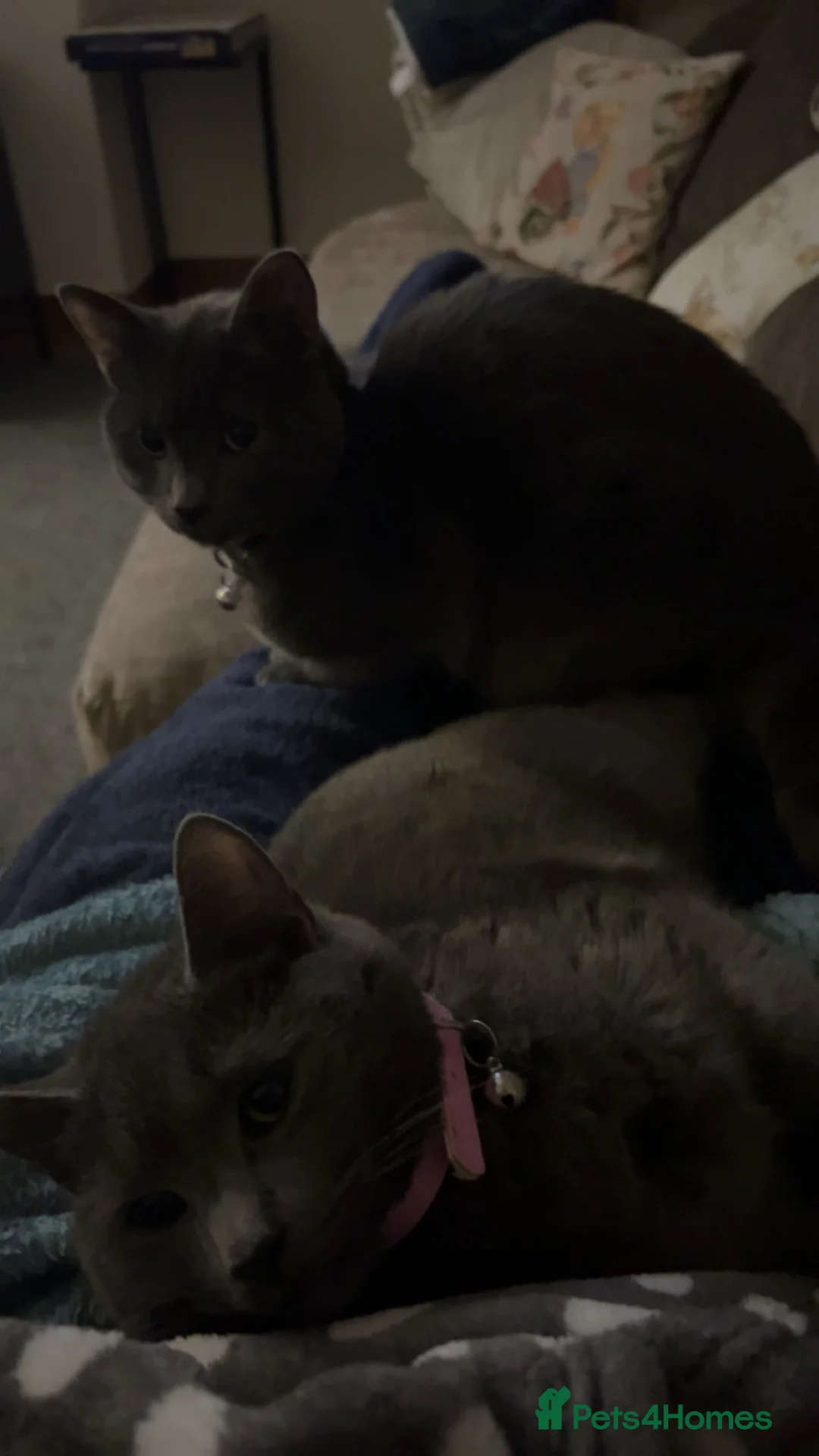 British Shorthair cats for sale: “British shorthair” Needs sold due to moving  in Glenrothes - Advert 2