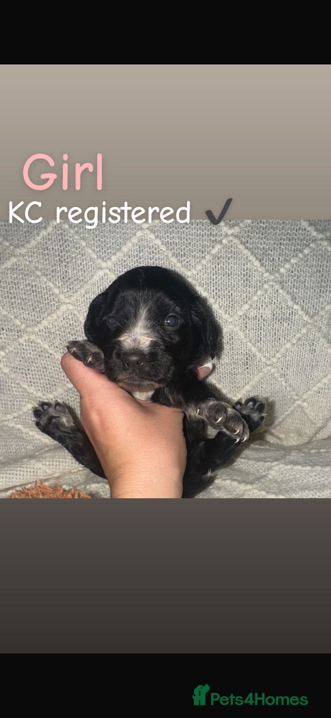 Cocker Spaniel dogs for sale: Cocker spaniels  - Image 15