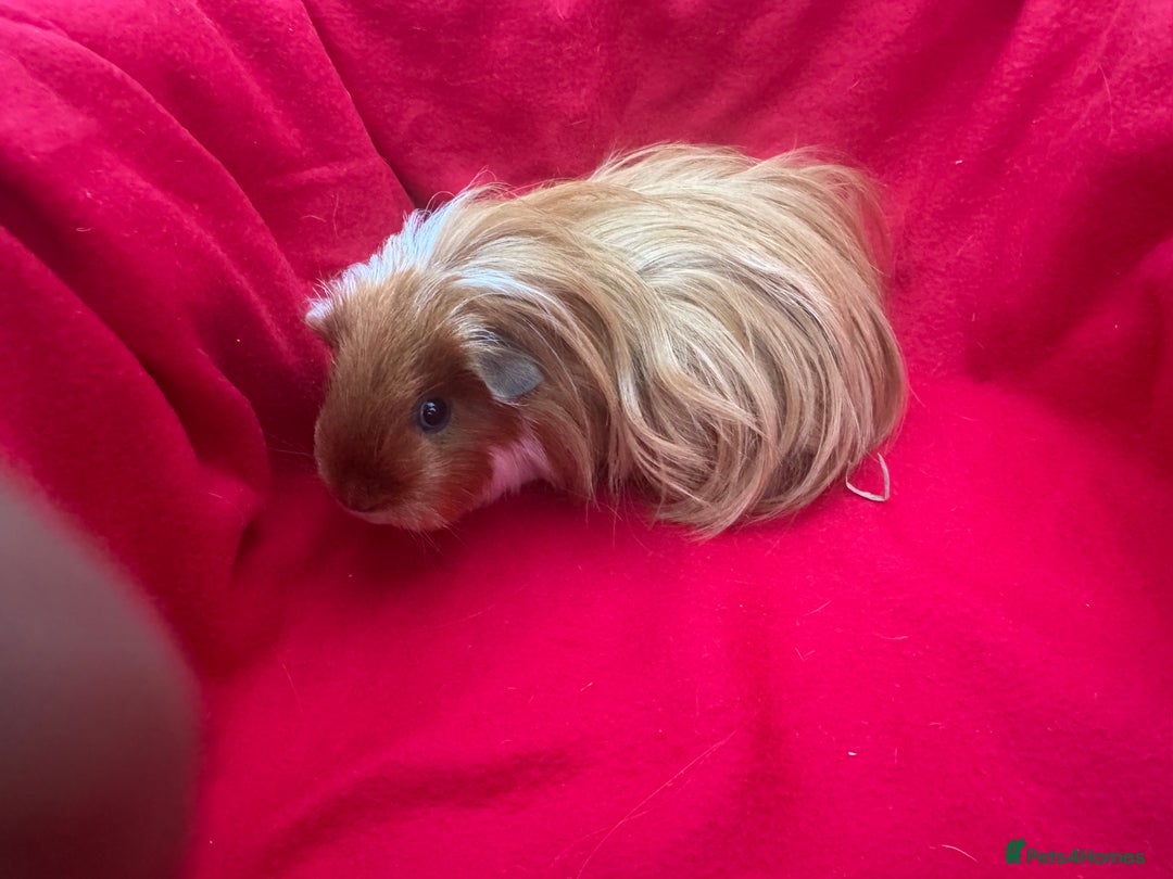 Guinea Pig rodents for sale: Mixed aged females  - Image 15