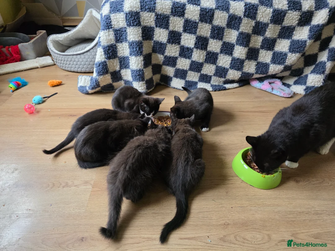 Mixed Breed cats for sale: Kittens for sale! - Advert 10
