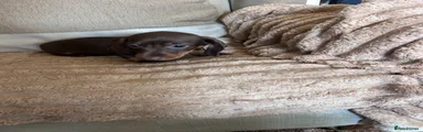 Puppy 5