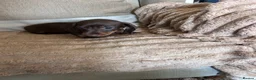 Miniature Dachshund dogs for sale: Miniature dadhaunds ready now  - Advert 16