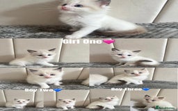 Ragdoll cats for sale: Five Beautiful Pure Breed Ragdoll Kittens🤍 - Image 1