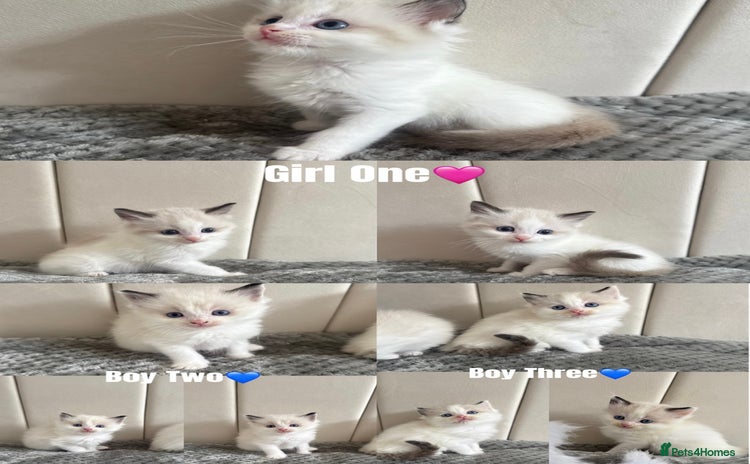 Ragdoll cats - Advert 36