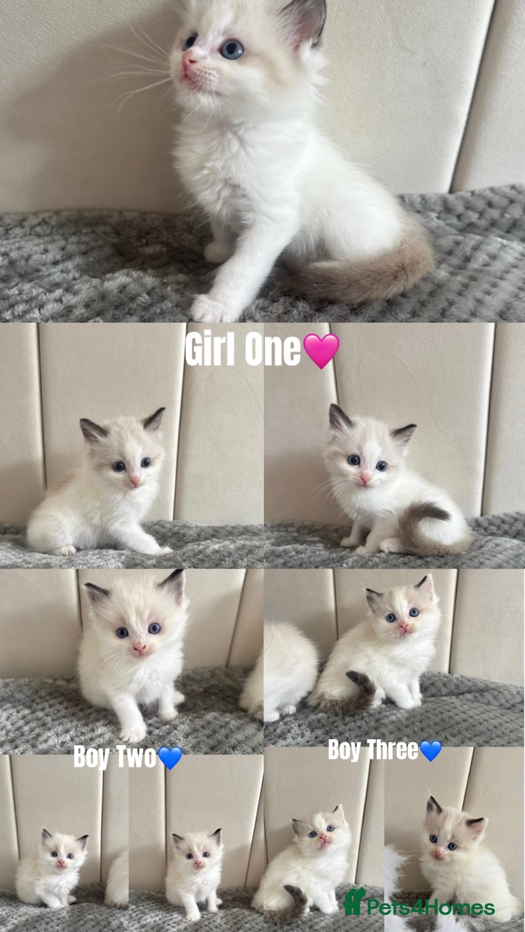 Ragdoll cats for sale: Five Beautiful Pure Breed Ragdoll Kittens🤍 - Image 1