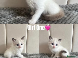 Ragdoll cats - Advert 21