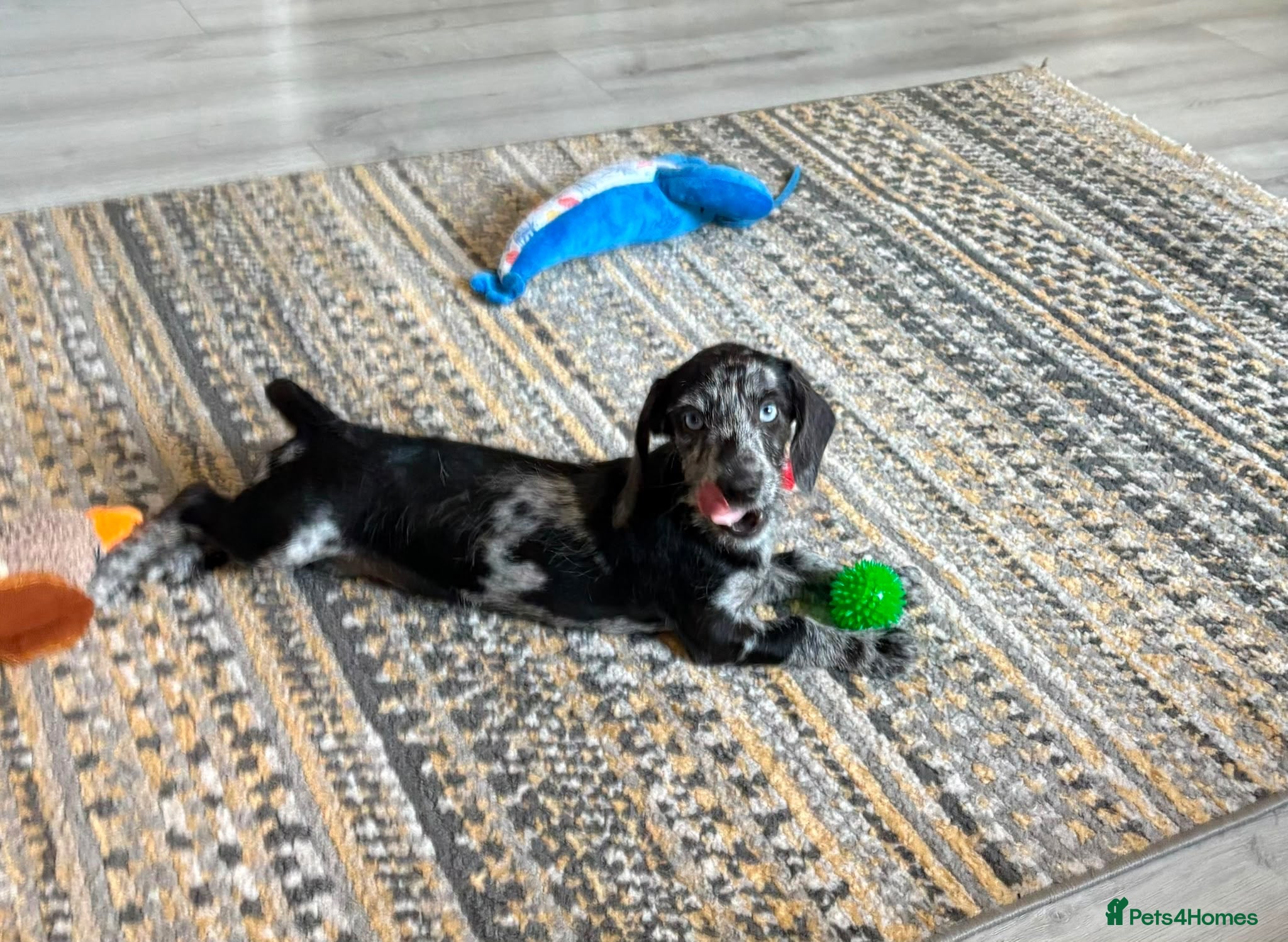 Mixed Breed dogs *TRIXIE*Fully vax READY NOW DOXIEPOO - Advert 2