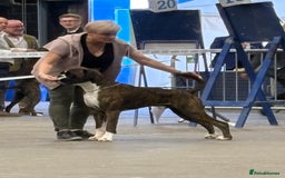 Boxer dogs for sale: Quality Well Bred Boxer Babies - Image 9