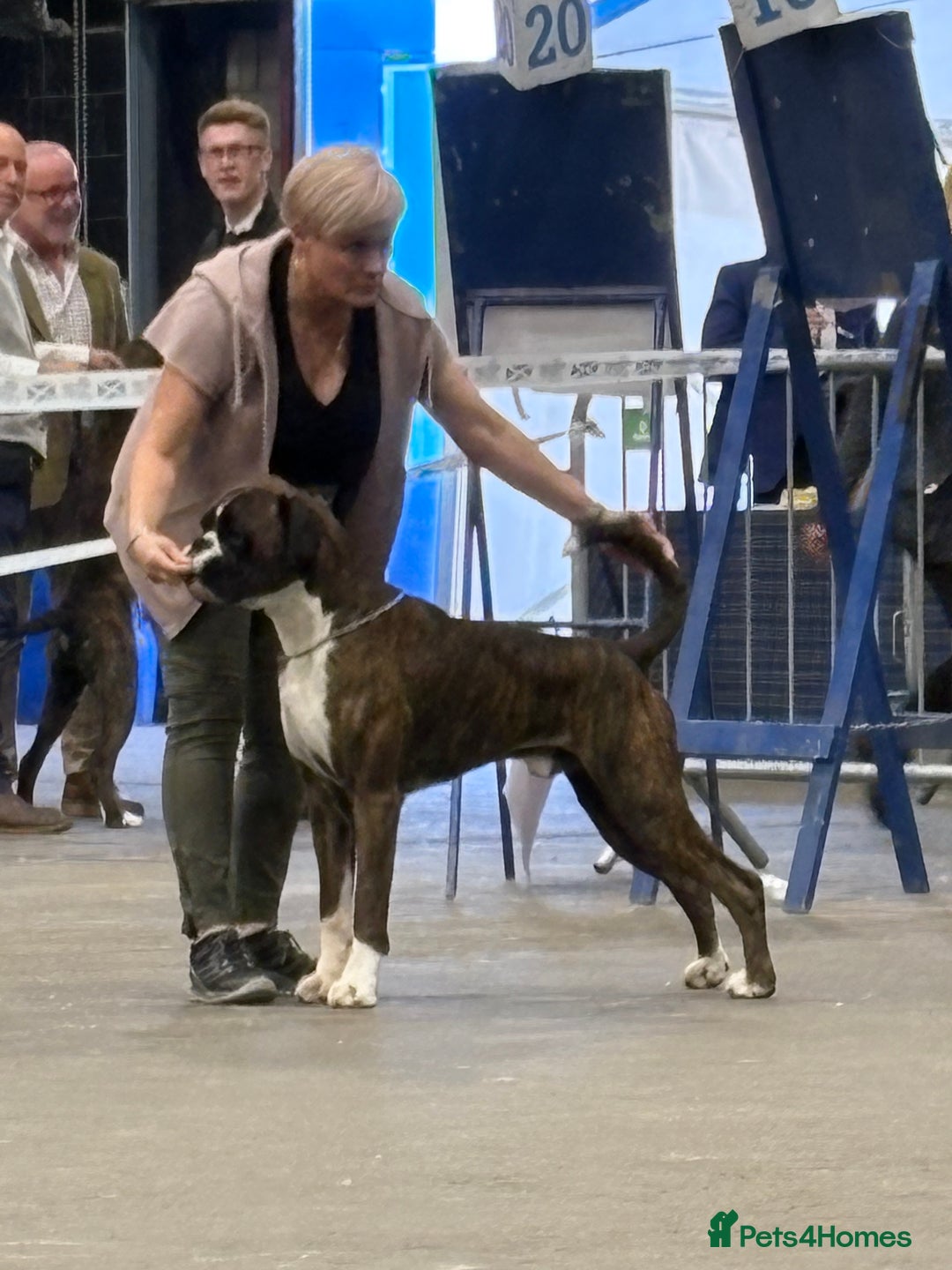 Boxer dogs for sale: Quality Well Bred Boxer Babies - Image 9