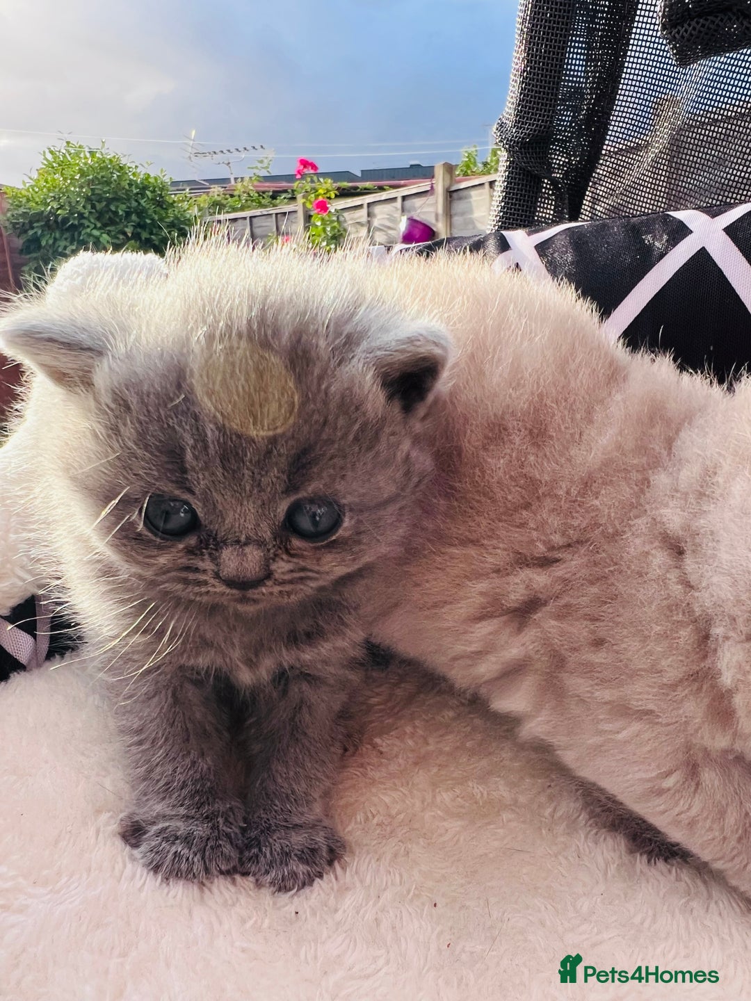British Shorthair cats for sale: British short hair  - Image 2
