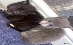 Mixed Breed cats for sale: 5 kittens for sale  - Image 1