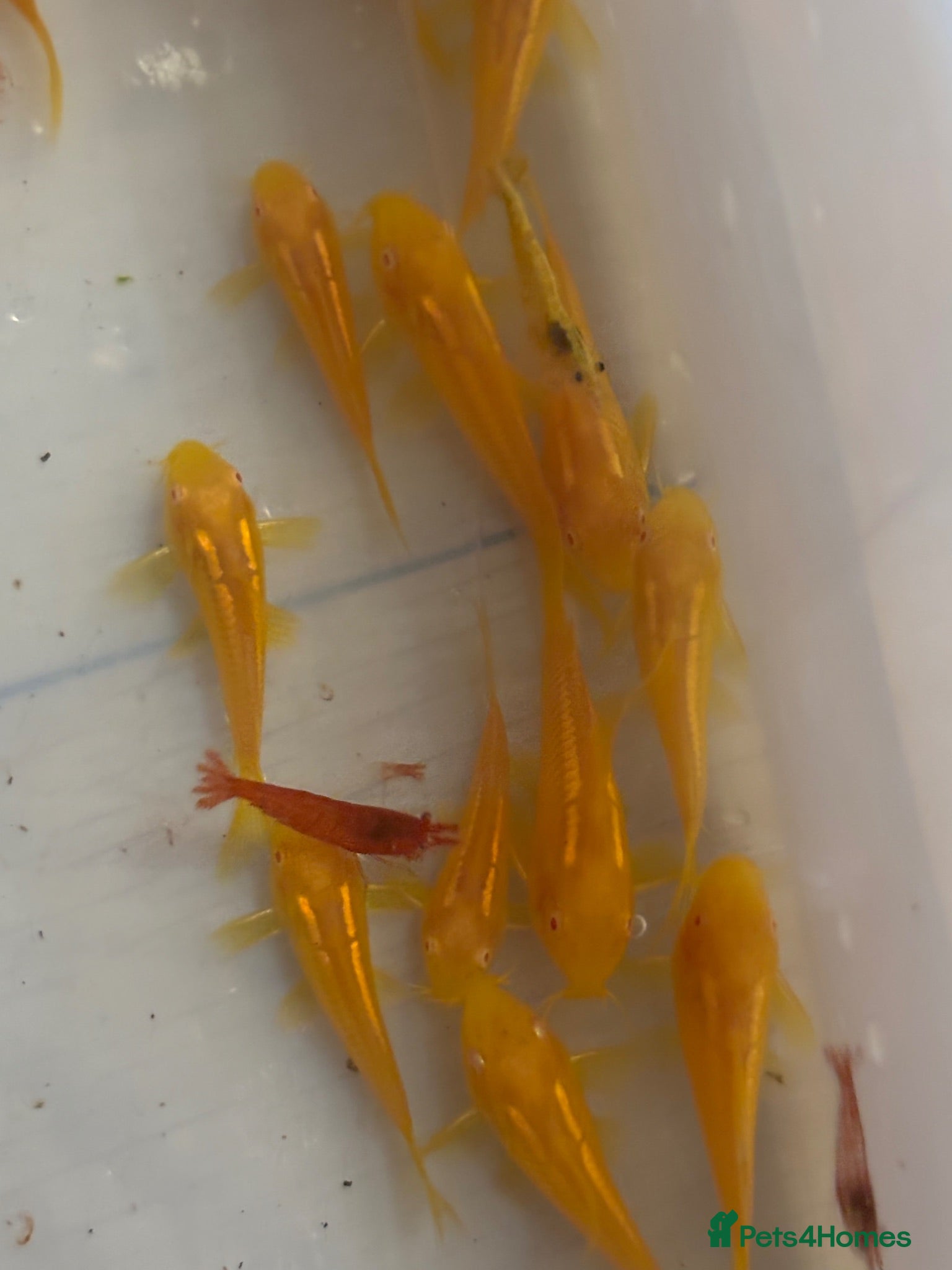 Corys fish Albino gold lazer corys.  - Advert 3
