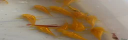 Corys fish for sale: Albino gold lazer corys.  - Advert 1