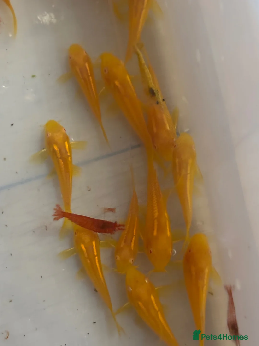 Corys fish for sale: Albino gold lazer corys.  - Advert 1