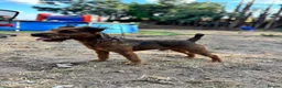 Lakeland Terrier dogs for stud: Red Lakeland for stud  - Advert 6