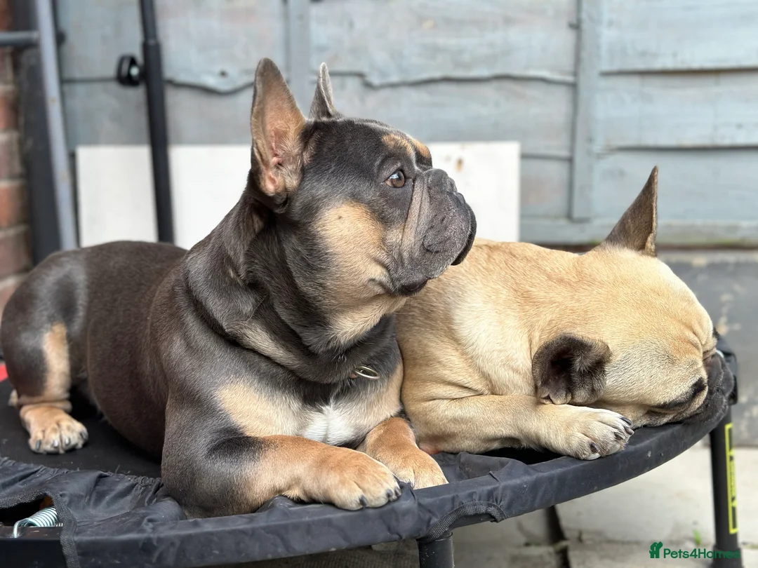 French Bulldog dogs for stud: Hector Starfex in Leigh - Advert 24
