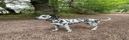 Dalmatian dogs for sale: Female Dalmatian  in Glenrothes - Advert 5