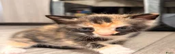 Mixed Breed cats for sale: Three kittens for sale  - Advert 2