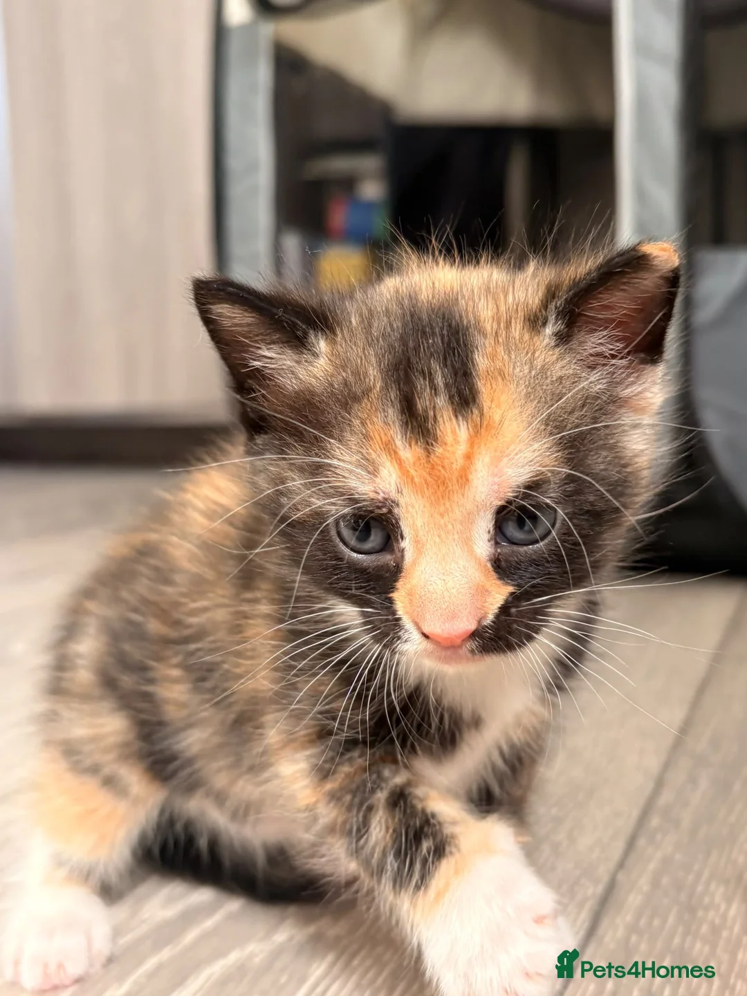 Mixed Breed cats for sale: Three kittens for sale  - Advert 2