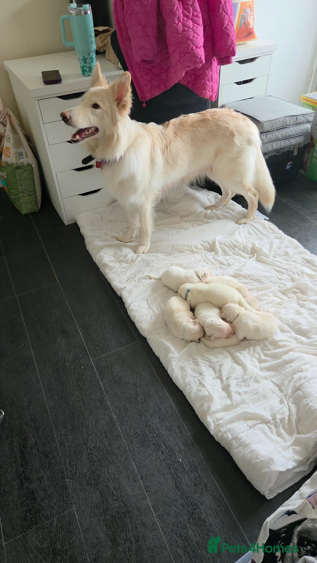 German Shepherd dogs for sale: Straight back white german shepherd  in Leeds - Advert 2