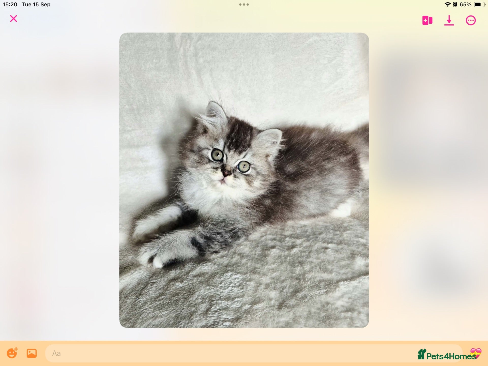 British Shorthair cats GCCF reg British kittens  - Advert 1