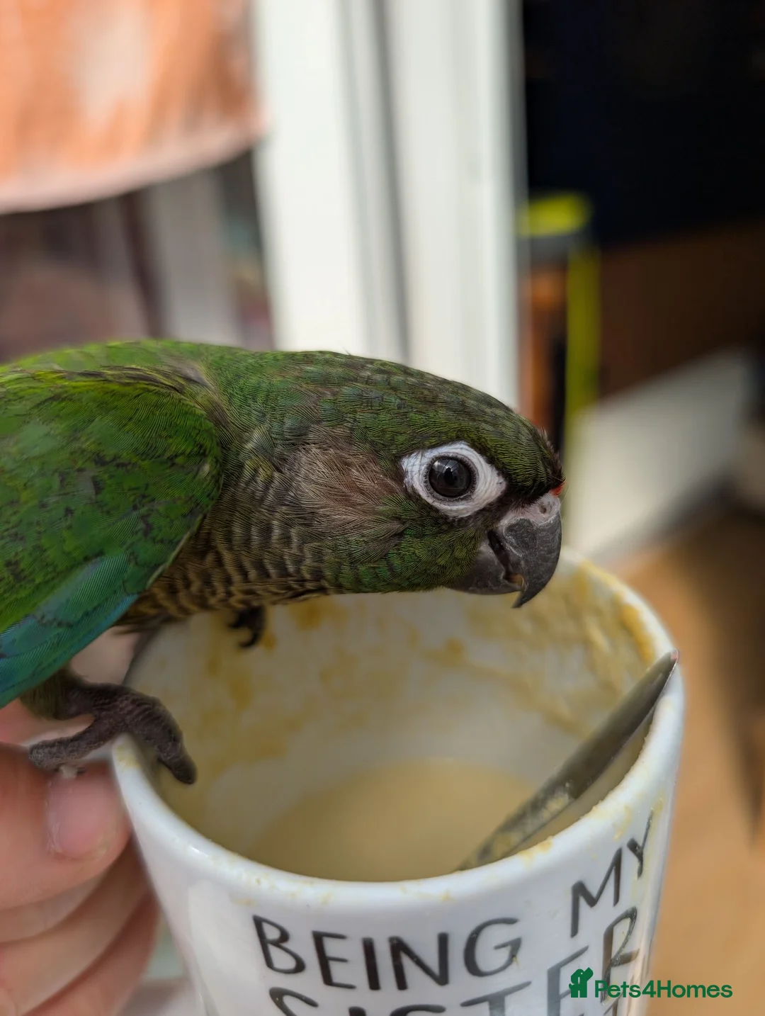 Conures birds for sale: Hand reared lovebirds and conures  - Advert 2