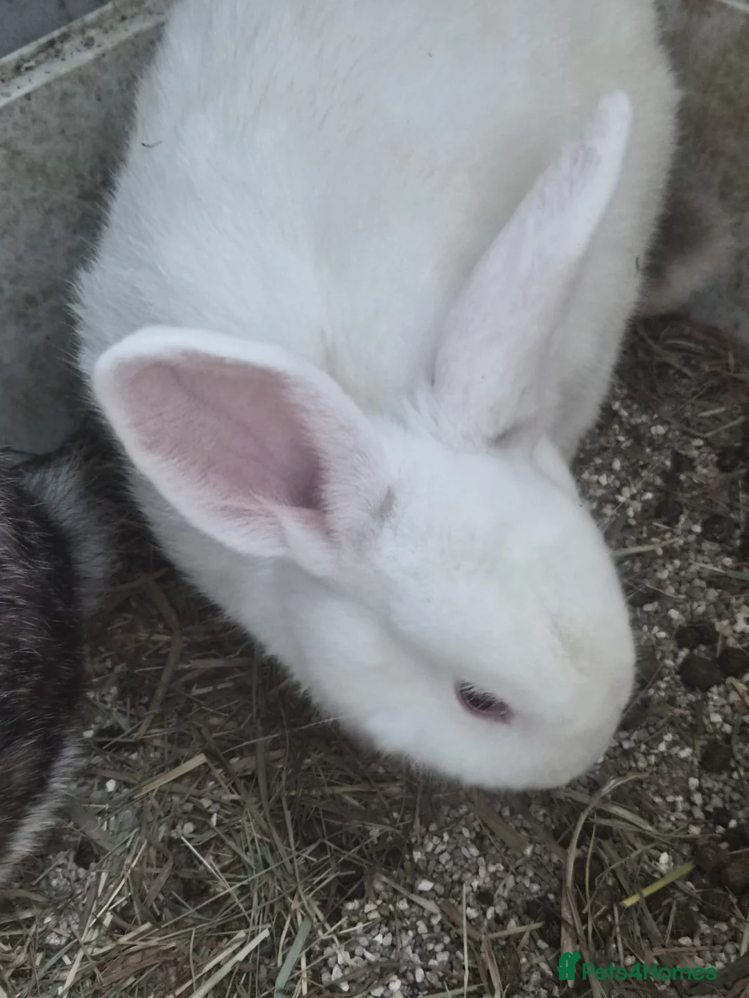 Dutch rabbits for sale: 2 male rabbits + 3 female rabbits - Advert 2