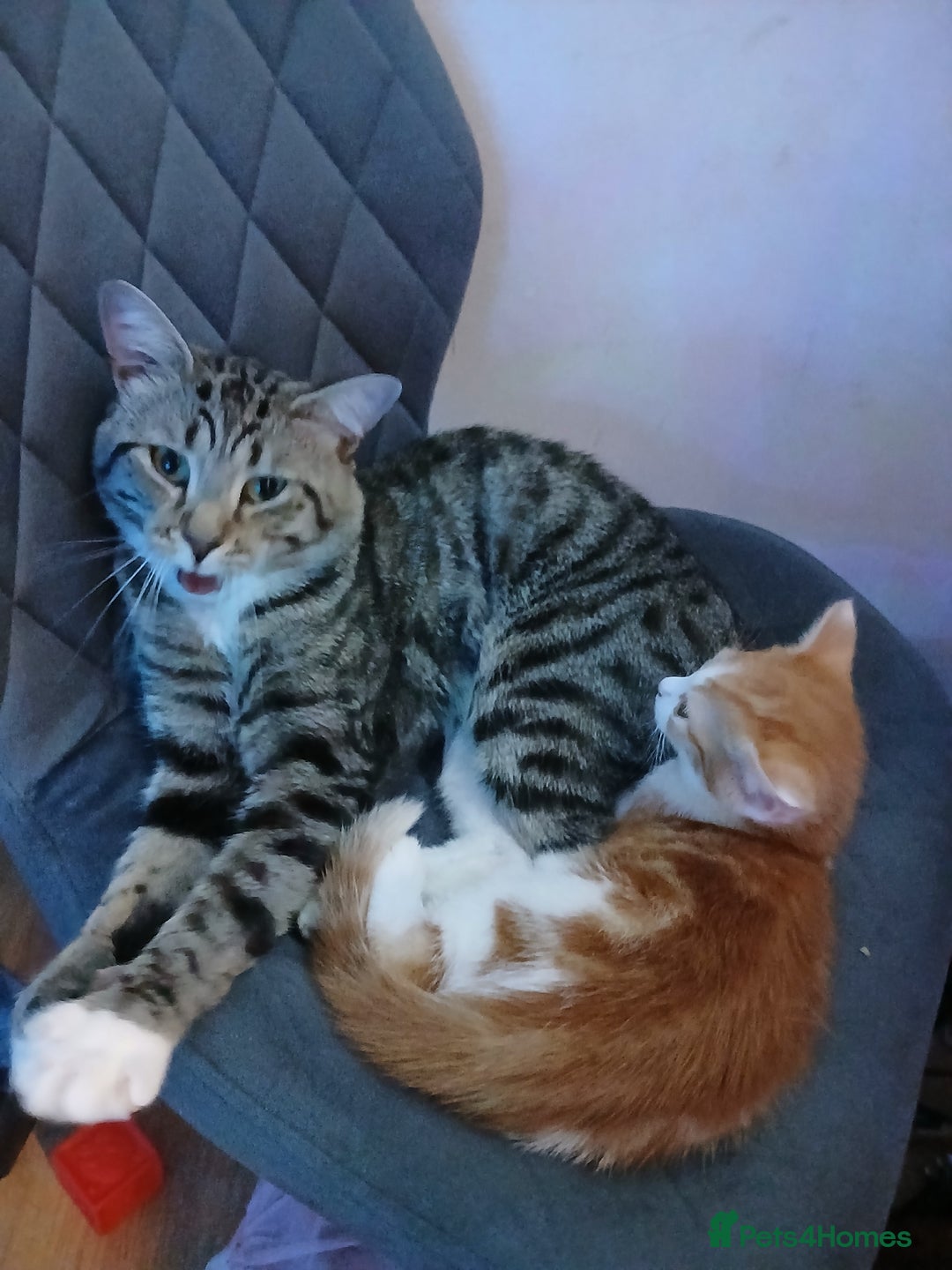 American Shorthair cats for sale: Kittens - Advert 2
