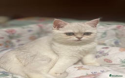 Scottish Fold cats for sale: Kittens 5  - Image 19