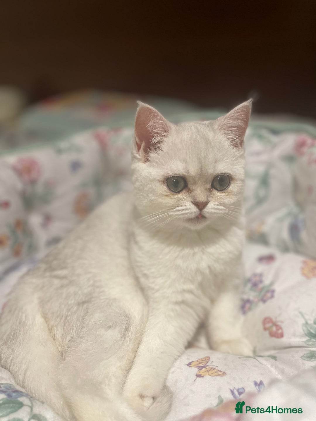 Scottish Fold cats for sale: Kittens 5  - Image 19