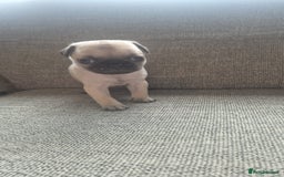 Pug dogs for sale: Beautiful pugs puppies - Image 11