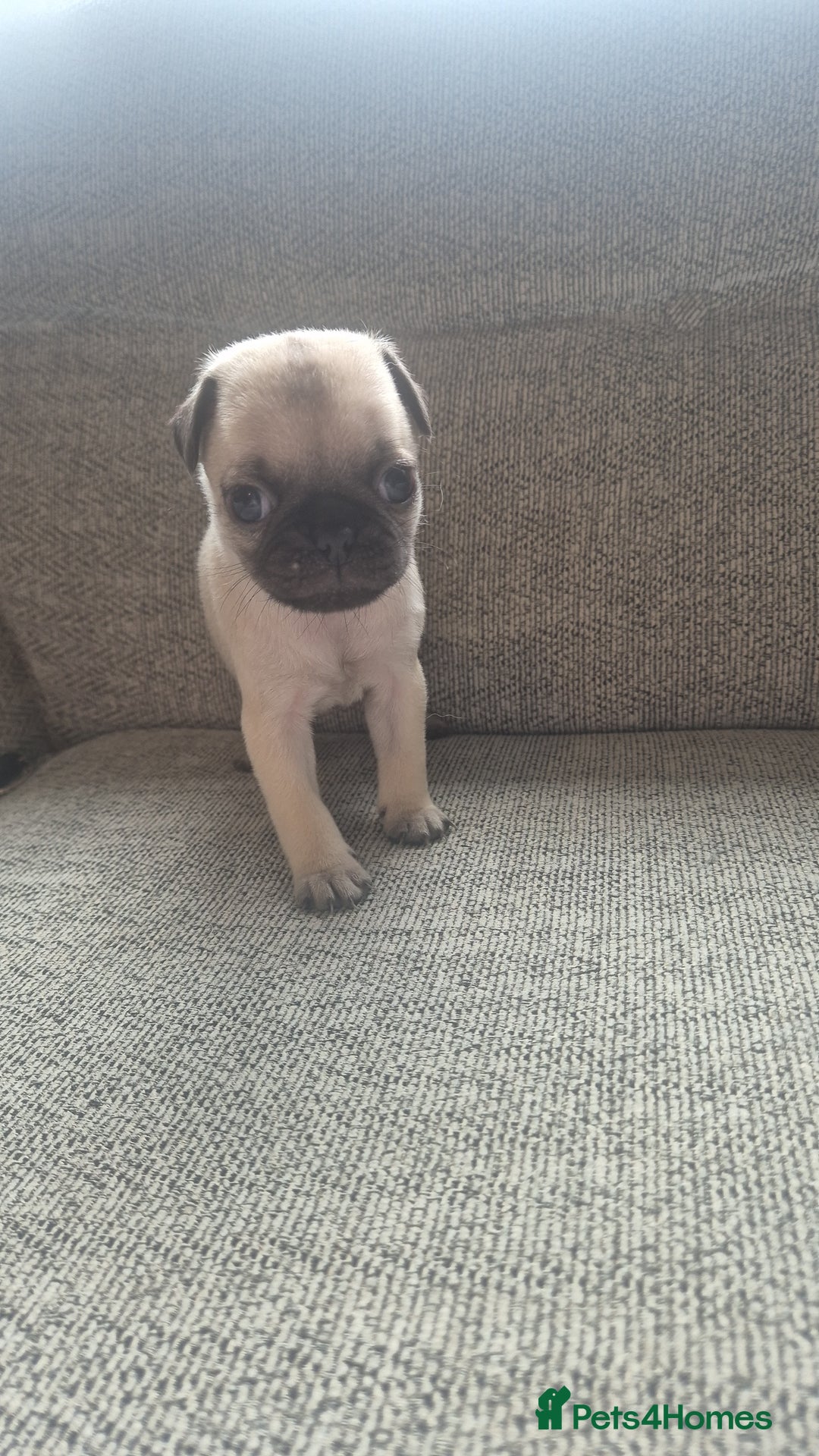 Pug dogs for sale: Beautiful pugs puppies - Image 11