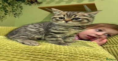 Scottish Fold cats - Advert 2