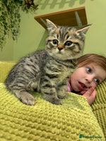 Scottish Fold cats - Advert 2