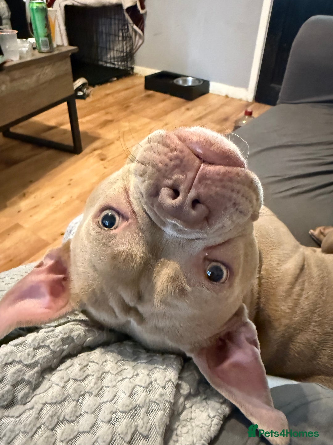 American Bully dogs for sale: Female pocket bully  - Image 4