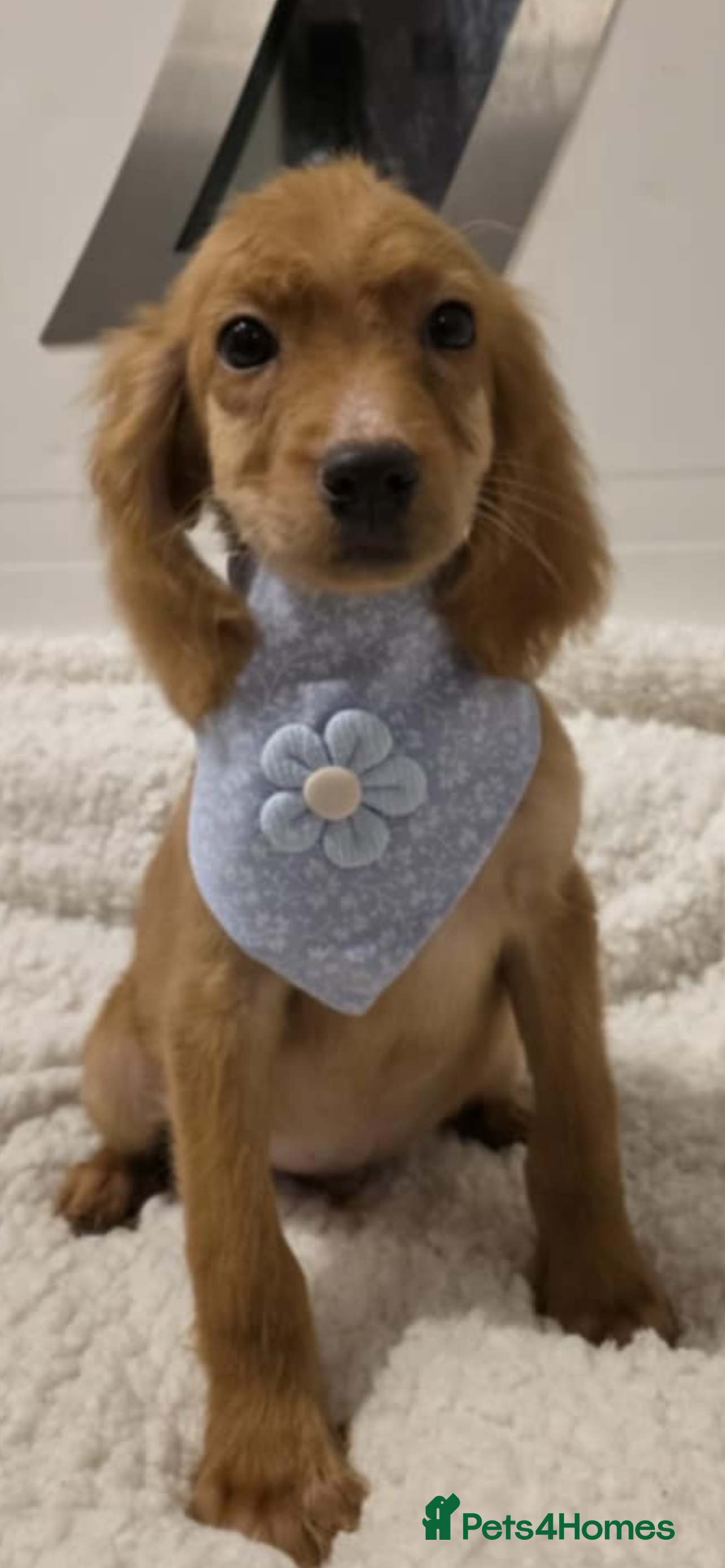 Irish Doodle dogs This wee boy is looking for his new sofa  - Advert 1