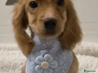 Irish Doodle dogs This wee boy is looking for his new sofa - Advert 12